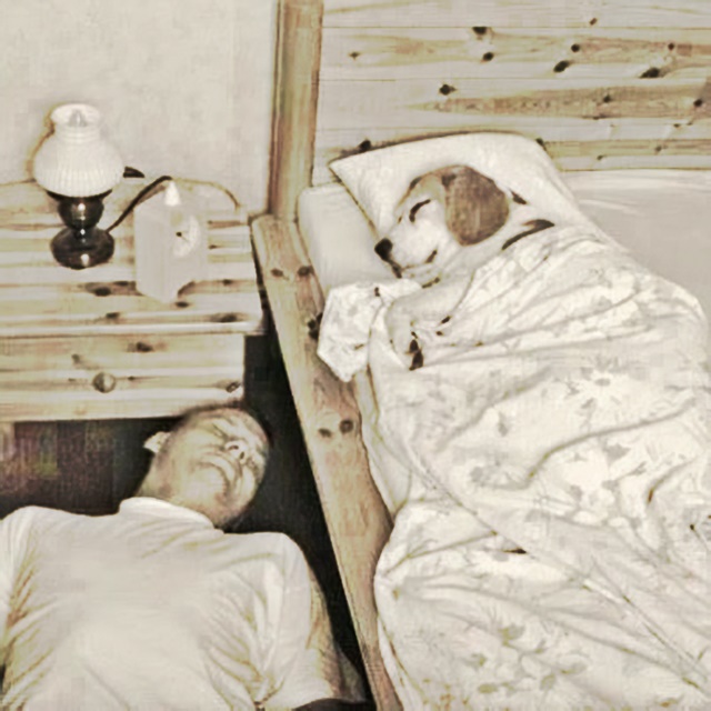 Dog in bed - man on floor sleeping