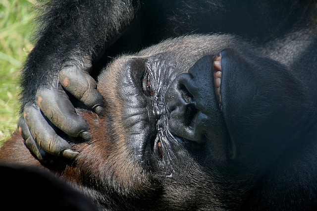 Gorilla is annoyed - Biggest Pet Peeves
